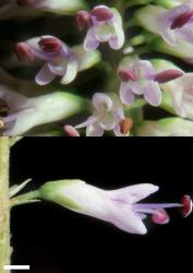 Veronica stricta var. stricta. Flowers of a southern plant with ciliate calyx lobes. Scale = 1 mm.
 Image: W.M. Malcolm © Te Papa CC-BY-NC 3.0 NZ